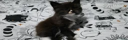 Maine Coon cats for sale: Maine Coon kittens for sale £1000 - Advert 5