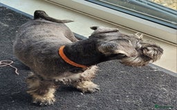 Miniature Schnauzer dogs for sale: Vaccinated and health Checked Mini Schnauzer Pups - Image 6