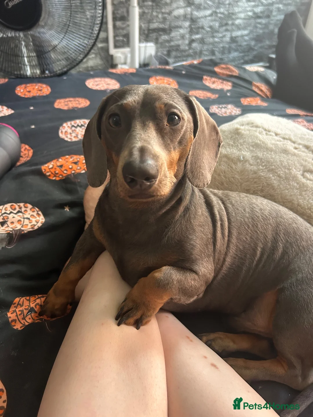 Mixed Breed dogs for sale: Donna  in Bridgnorth - Advert 2