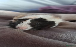 Guinea Pig rodents for sale: Two bonded boar guinea pigs £40 pair - Image 4