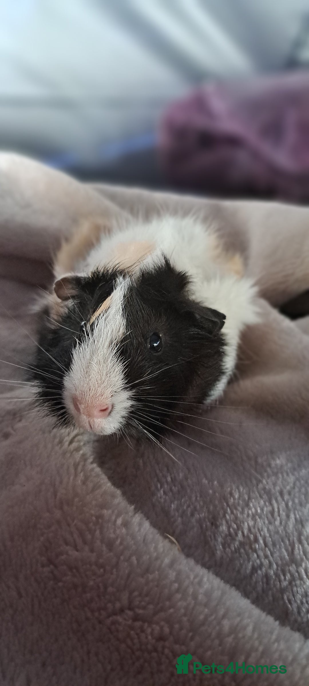 Guinea Pig rodents for sale: Two bonded boar guinea pigs £40 pair - Image 4