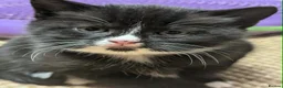 Norwegian Forest Cat cats for sale: Norwegian forest x British long hair kittens - Advert 11