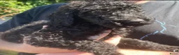 Standard Poodle dogs for sale: Standard Poodle puppies - Advert 17