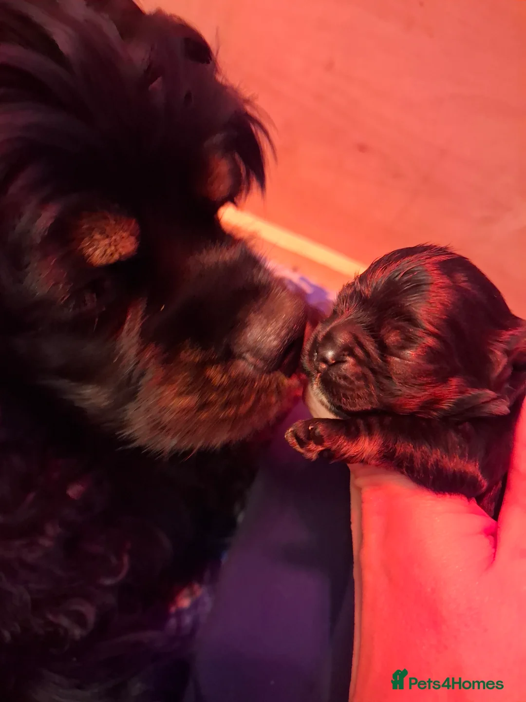 American Cocker Spaniel dogs for sale: American Cocker Spaniel puppies  - Advert 5