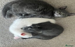 Turkish Angora cats for sale: Beautiful Kittens Looking for Their Forever Homes - Advert 10