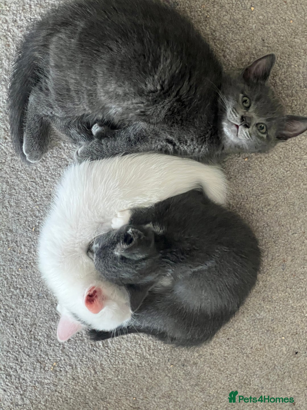 Turkish Angora cats for sale: Beautiful Kittens Looking for Their Forever Homes - Advert 10