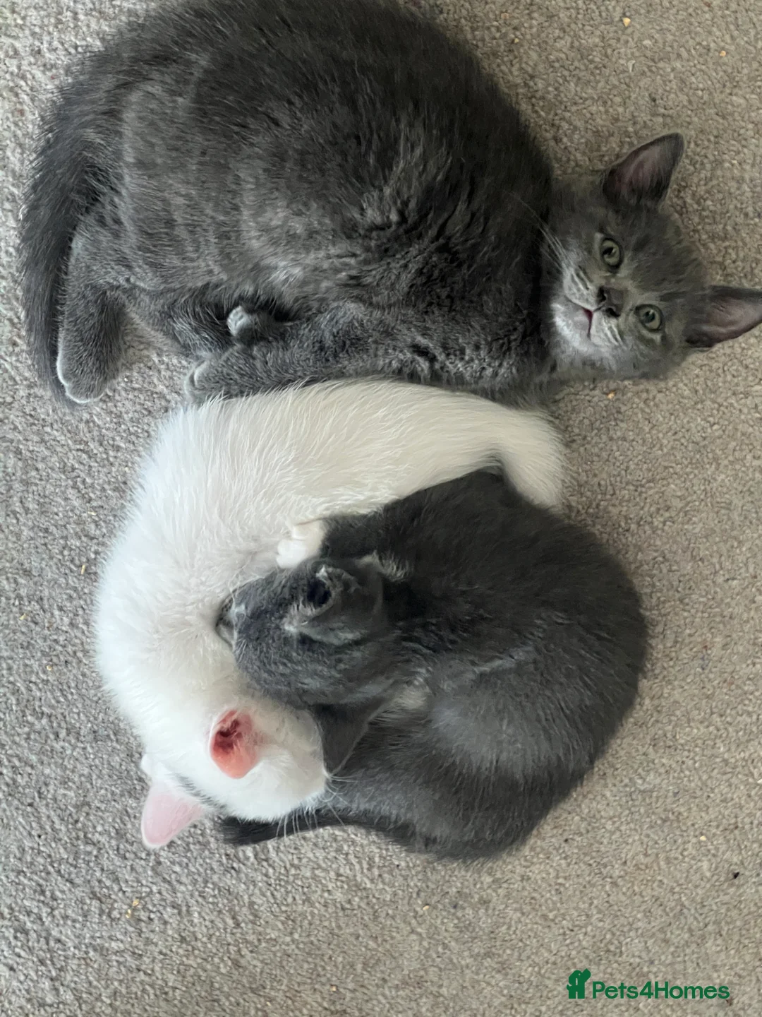 Turkish Angora cats for sale: Beautiful Kittens Looking for Their Forever Homes  - Advert 10