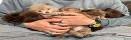 Pomeranian dogs for sale: 100% POM!🐻DNA&HEALTH TESTED!🧬 - Advert 21