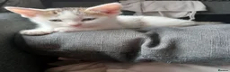 Mixed Breed cats for sale: Kittens ready to look for homes  - Advert 8