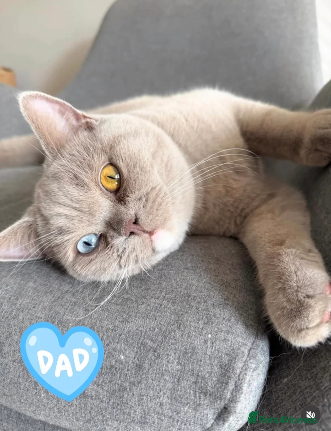 British Shorthair cats for sale: Rare Lilac, Cream & Blue Bicolour BSH kittens - Advert 2