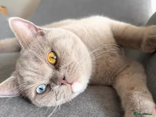 British Shorthair cats Rare dominant blue eye BSH kittens - Advert 16