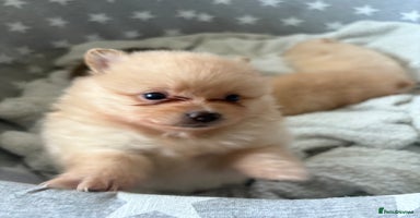 Pomeranian dogs - Advert 12