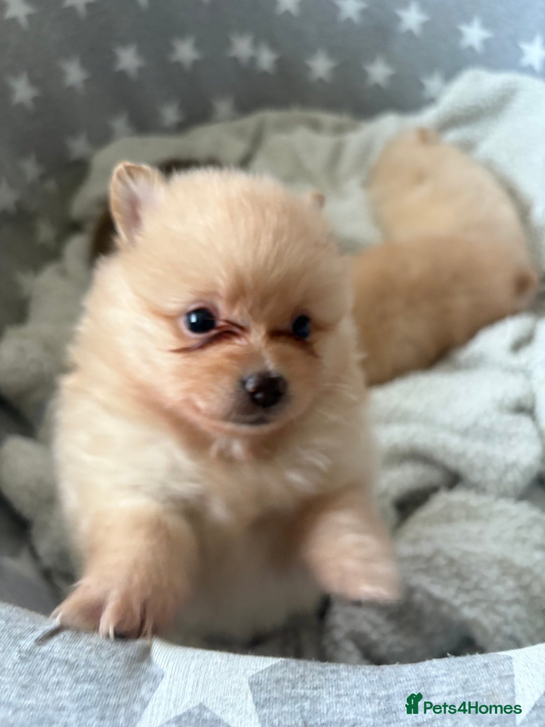 Pomeranian dogs for sale: ** Pomeranian Puppies 🐶🤍🐻🤎 - Image 2