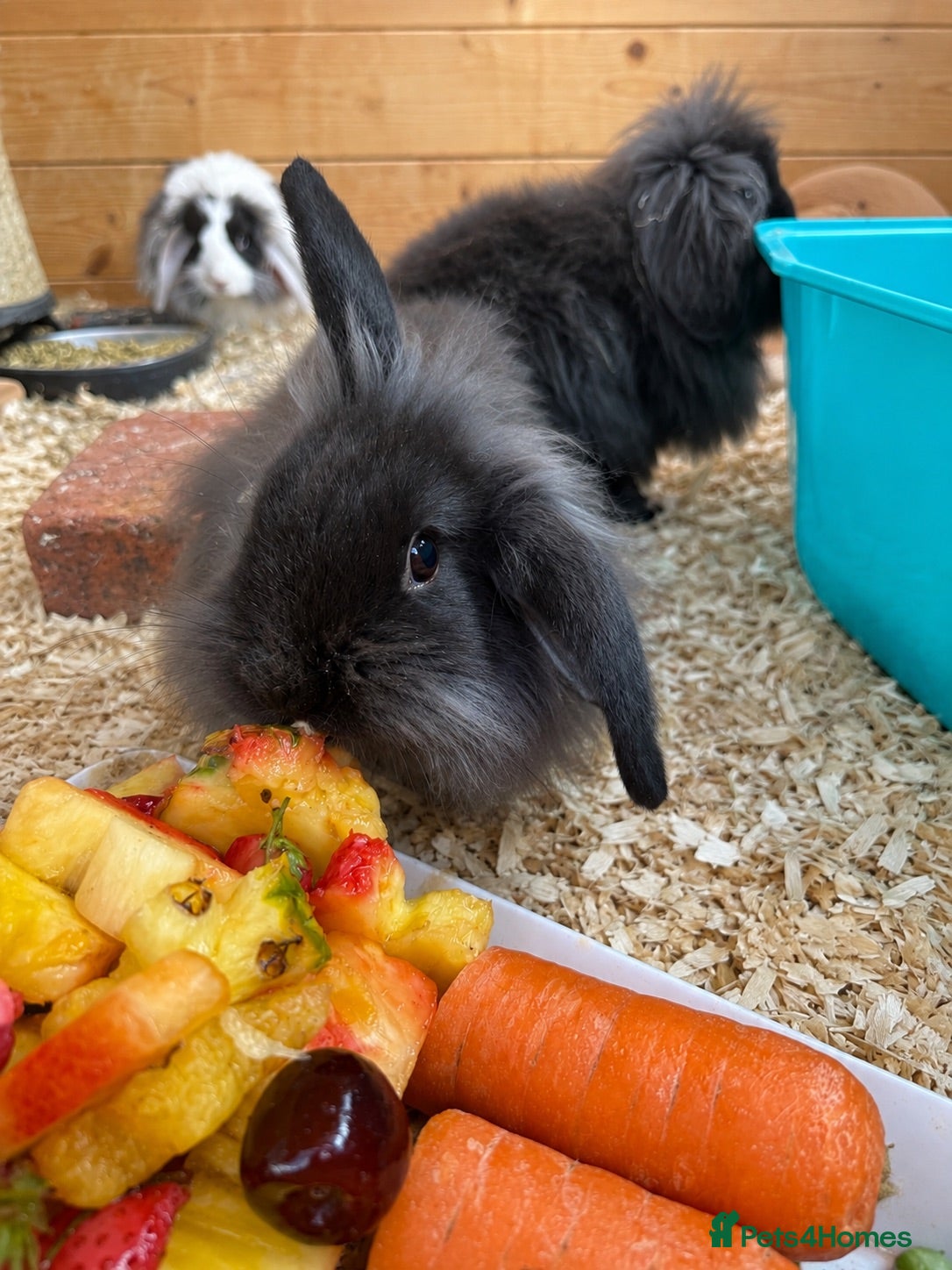 Mini Lion Lop rabbits Baby Rabbits for sale  - Advert 2