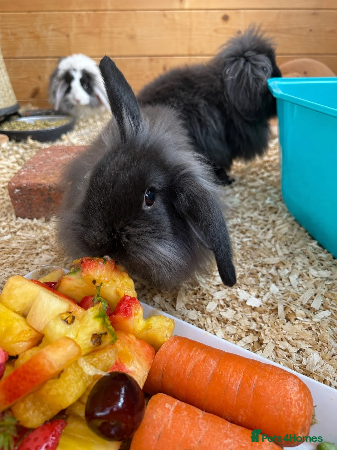 Mini Lion Lop rabbits for sale: Lion lop Rabbits for sale  - Advert 2