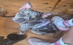 Mixed Breed dogs for sale: Female bulldog - Image 2