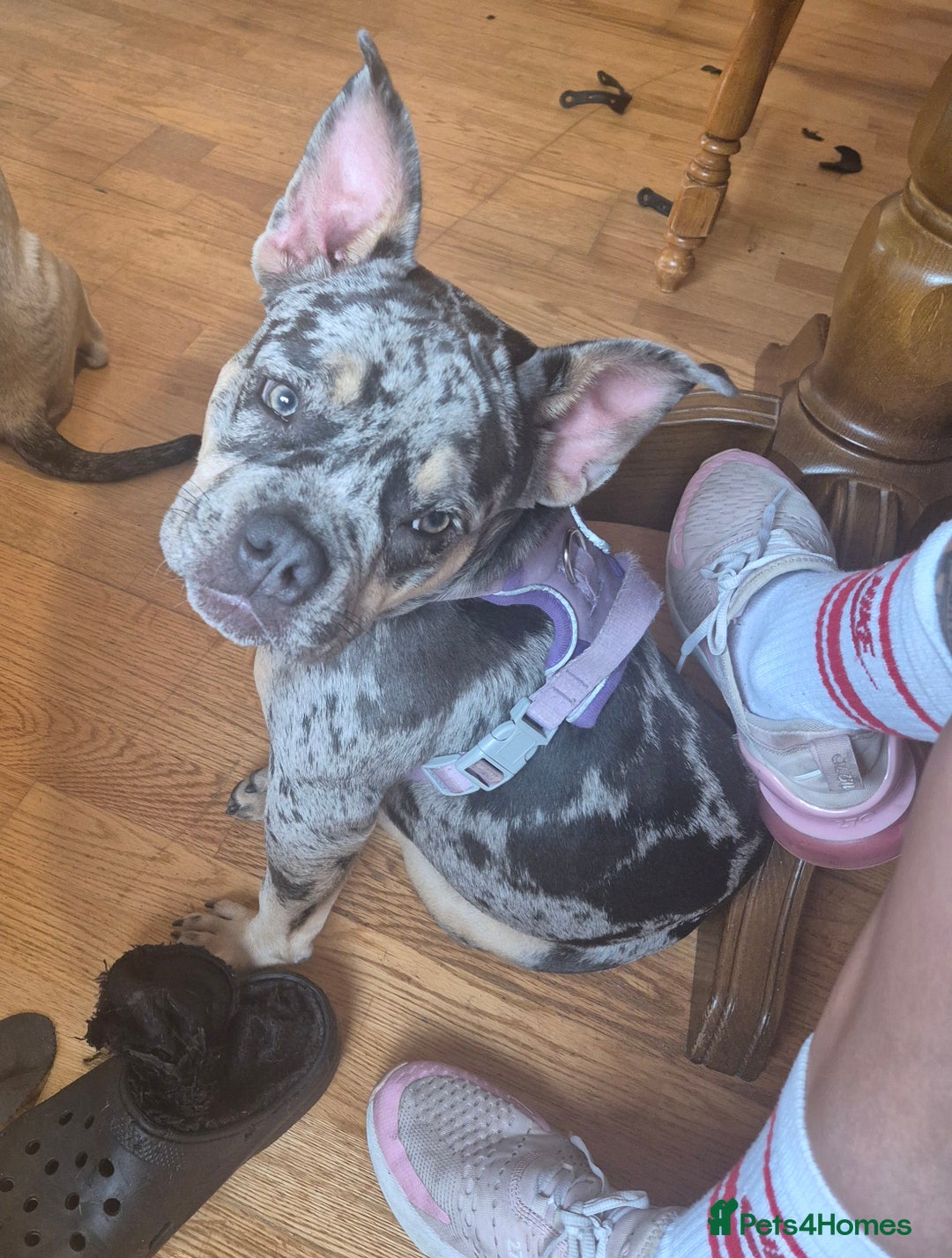 Mixed Breed dogs for sale: Female bulldog - Image 2