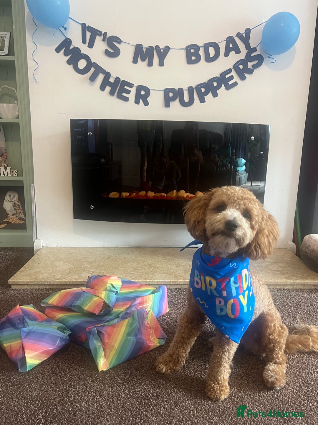 Cockapoo dogs for stud: Bruno  - Image 2