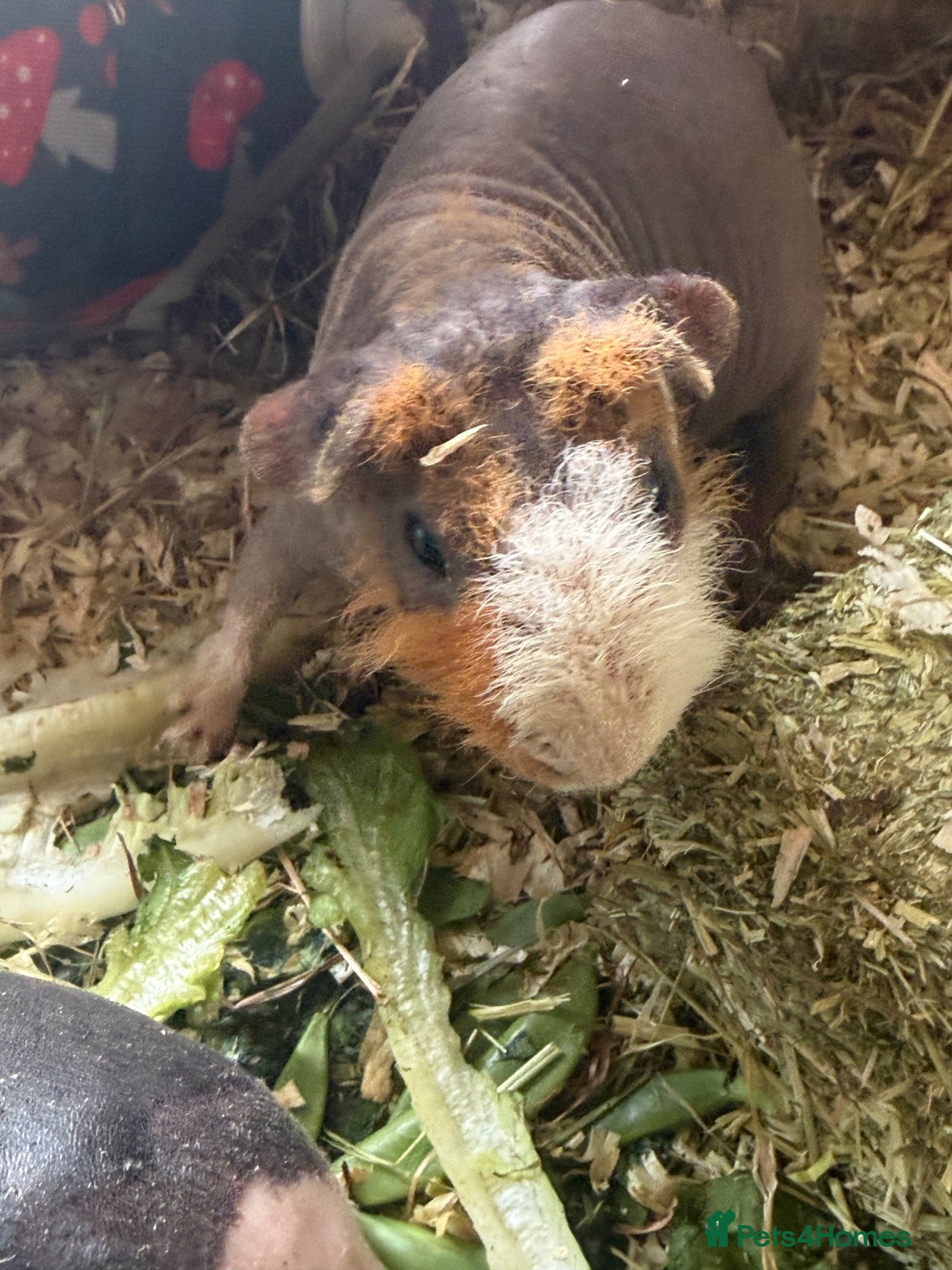 Guinea Pig rodents Beautiful skinny pig boar - Advert 2