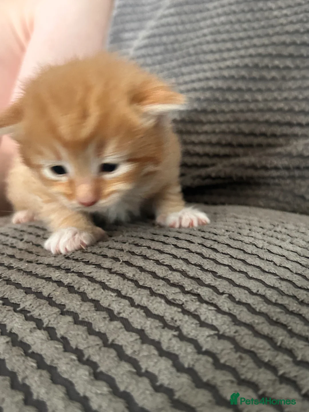Mixed Breed cats for sale: Maine coon x ragdoll x kittens - Advert 1