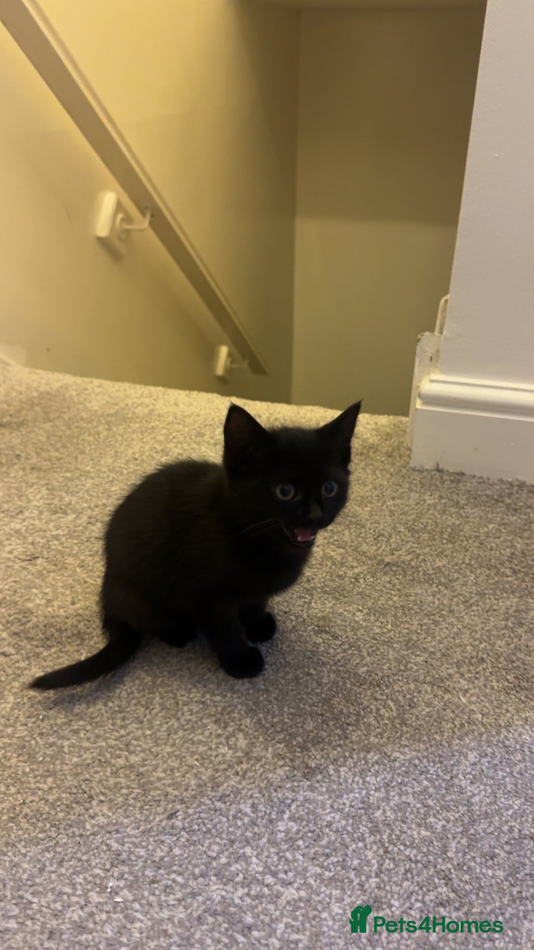 Ragdoll cats for sale: Taddy mixed with ragdoll for sale  - Advert 9