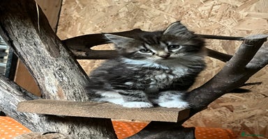 Maine Coon cats - Advert 1