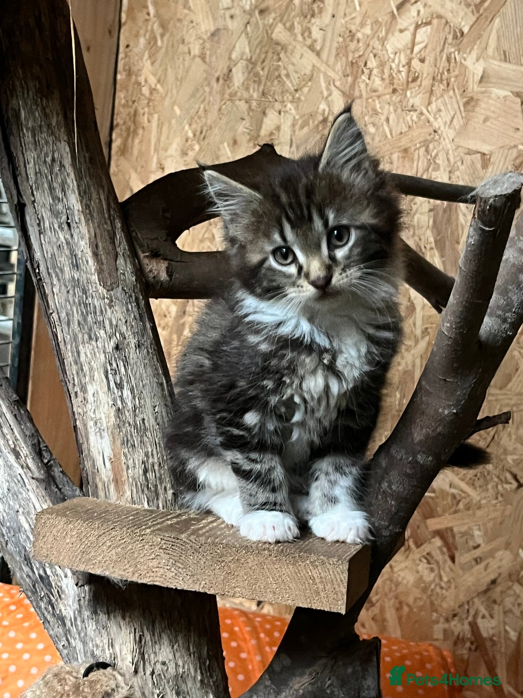 Maine Coon cats for sale: Adorable Maine coon kittens  - Image 4