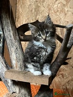 Maine Coon cats - Advert 6