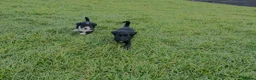 Labrador Retriever dogs for sale: 3 stunning labradors for sale in Dagenham - Advert 2