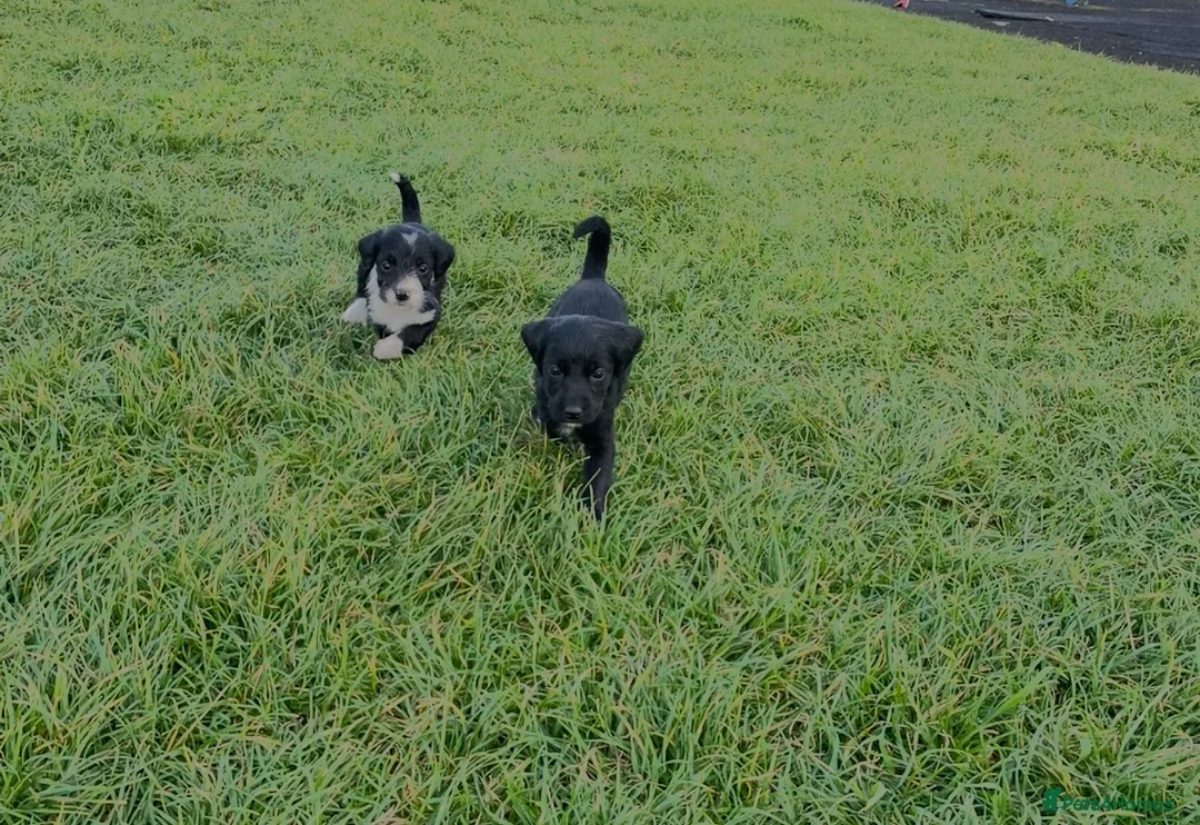 Labrador Retriever dogs for sale: 3 stunning labradors for sale in Dagenham - Advert 2