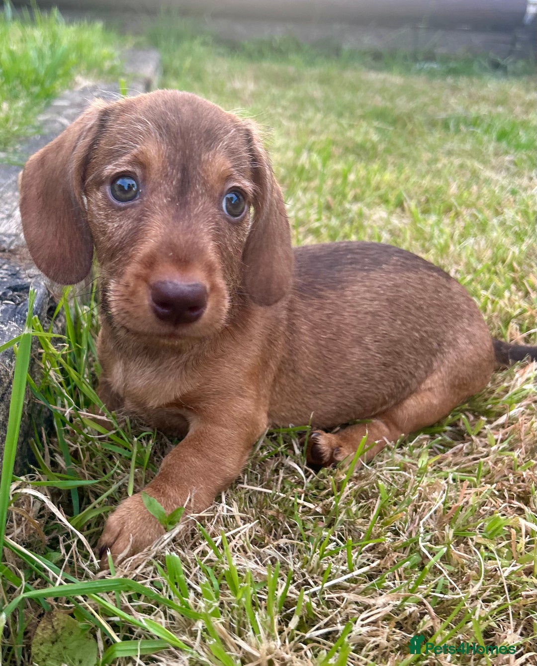 Miniature Dachshund dogs for sale: Miniature Wire Haired Dachshund Puppies - Image 16