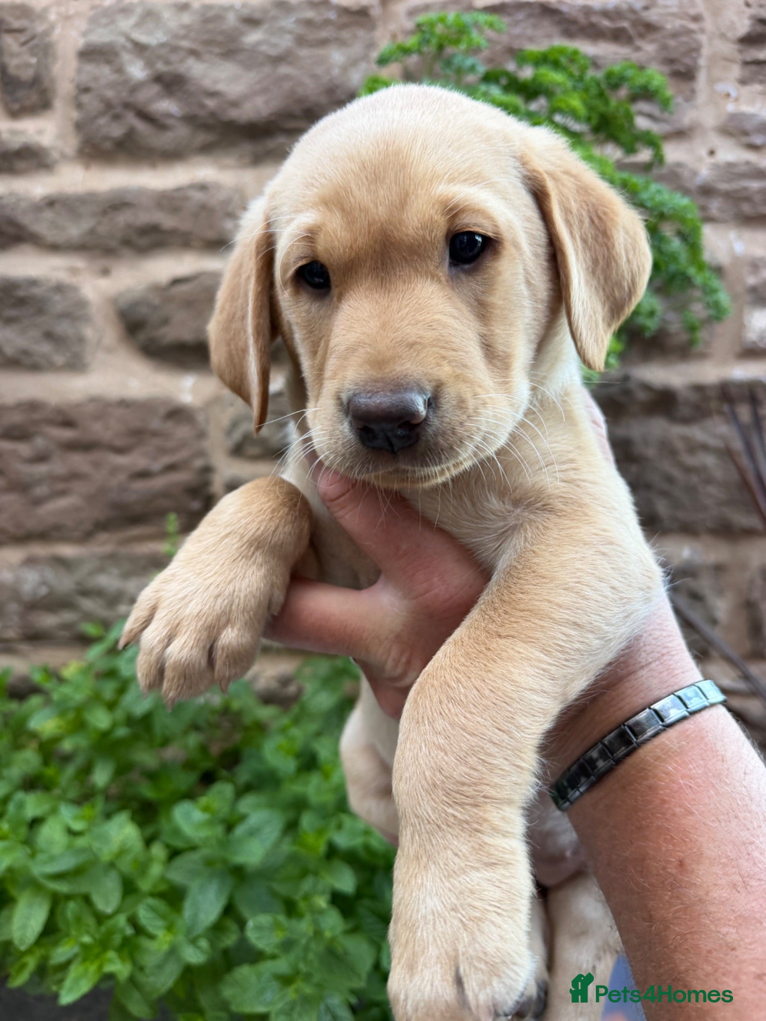 Labrador Retriever dogs Adorable Labrador puppies for sale - Advert 1