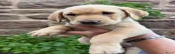 Labrador Retriever dogs for sale: Adorable Kc reg Labrador puppies ready to leave  - Advert 10