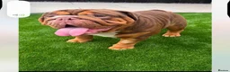 English Bulldog dogs for sale: Ernie  in Middlesbrough - Advert 3