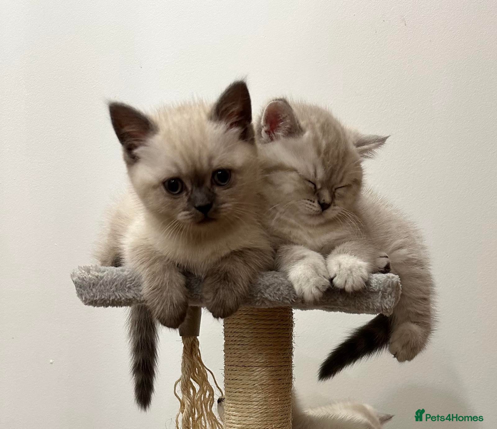 British Shorthair cats Pure Pedigree BSH Kittens for Sale - Advert 13