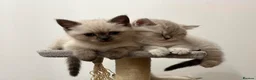British Shorthair cats for sale: Very rare colour Pure Pedigres BSH female kitten - Advert 5