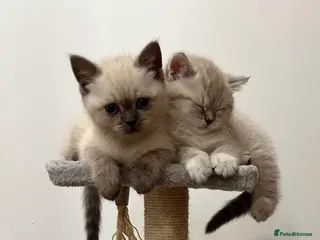 British Shorthair cats Pure Pedigree BSH Kittens for Sale - Advert 13