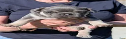 French Bulldog dogs for sale: French bulldog puppies  - Advert 5