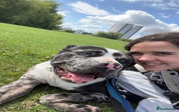 Bullmastiff dogs for sale: Bullmastiff cross staffy - Image 1
