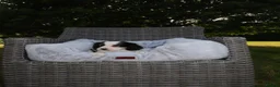 Cockalier dogs for sale: Cockalier puppies - 5 in litter  in Tonbridge - Advert 3