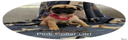 Frug dogs for sale: Fun-loving Frug pups seeking their forever family! - Advert 1