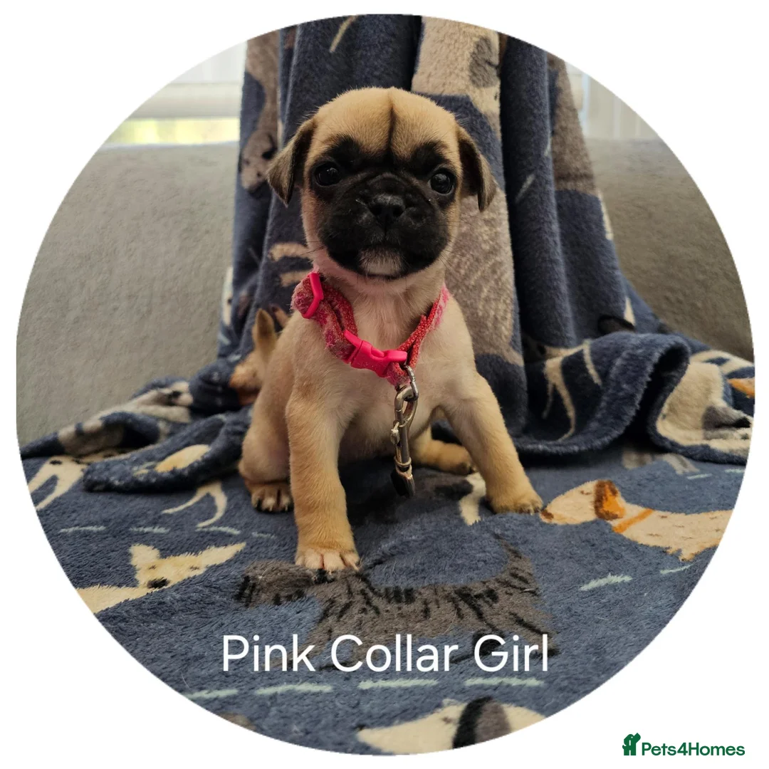 Frug dogs for sale: Fun-loving Frug pups seeking their forever family! - Advert 1