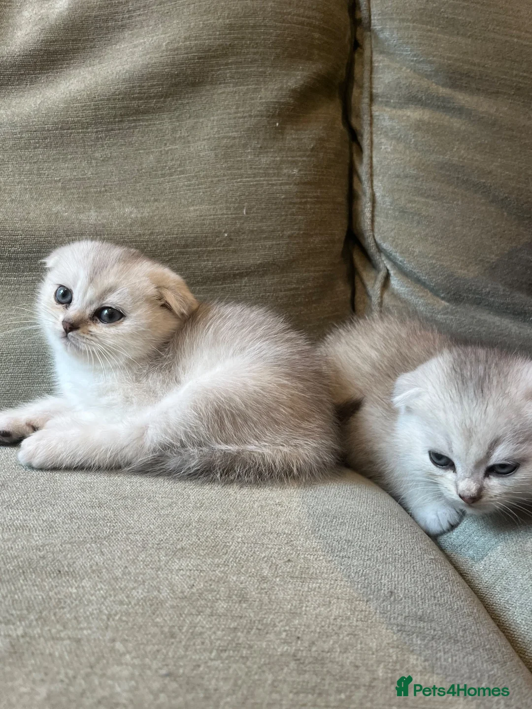 Scottish Fold cats for sale: Pure Scottish Fold  - Advert 25