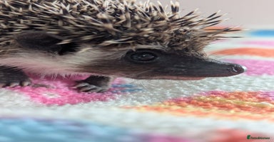 Pygmy Hedgehog rodents - Advert 6