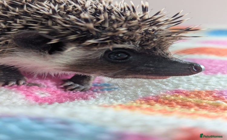 Pygmy Hedgehog rodents - Advert 7