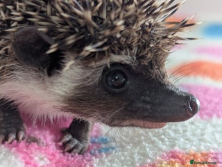 Pygmy Hedgehog rodents - Advert 1