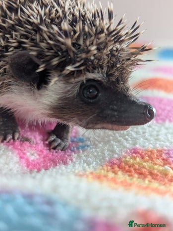 Pygmy Hedgehog rodents - Advert 1