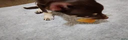 Chihuahua dogs for sale: Stunning KC REGISTERED CHIHUAHUAS 2 LEFT!! - Advert 4