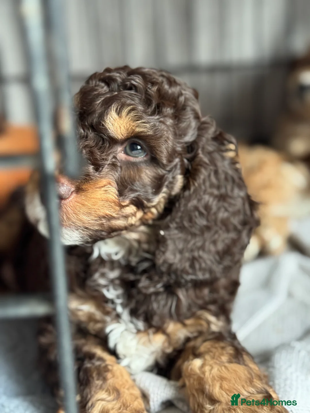 Cockapoo dogs for sale: ✨ F2 Tri-coloured male cockapoo ✨ - Advert 4