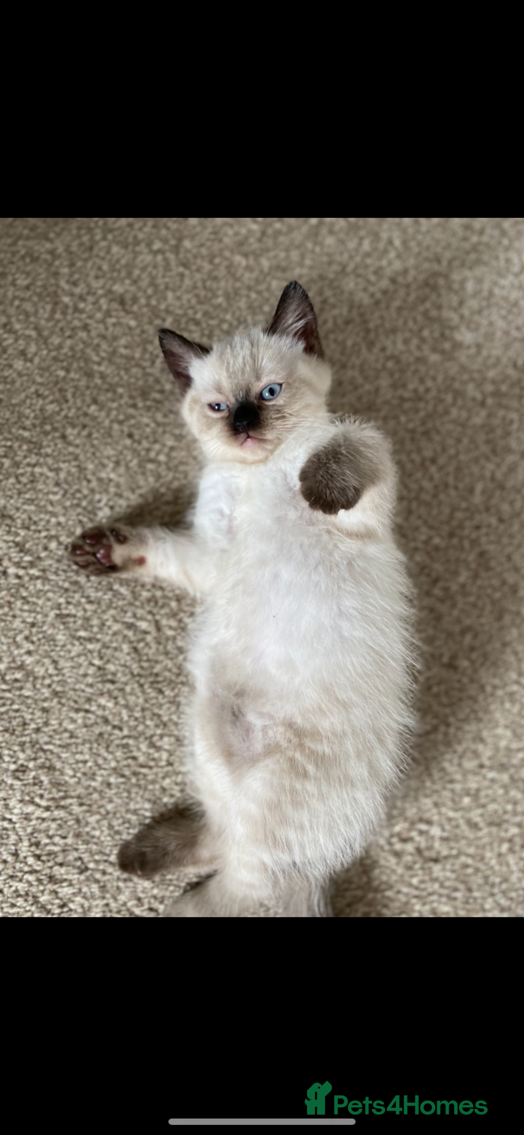 British Shorthair cats for sale: British short hair girly is ready open to offers - Image 1